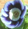 Auricula Joyce - Abriachan Nurseries